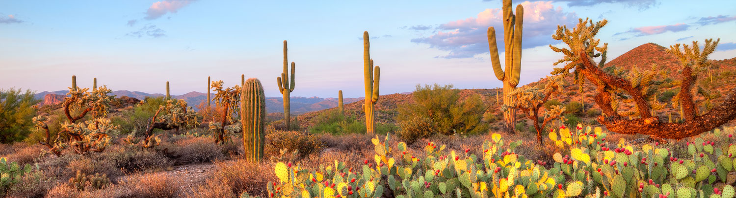 Respiratory Therapy travel jobs in Glendale ,Arizona