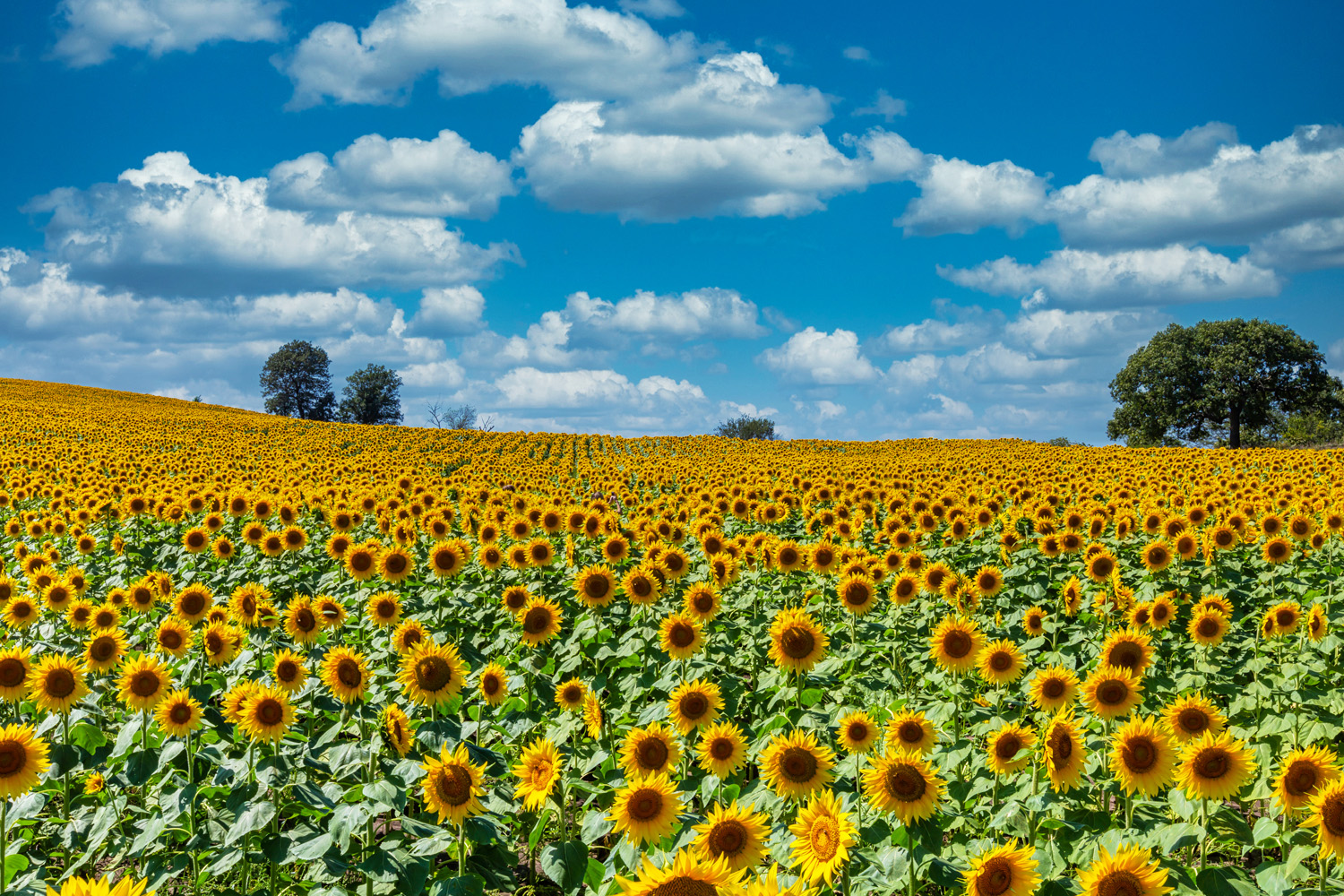 Speech Language Pathology travel jobs in Kansas