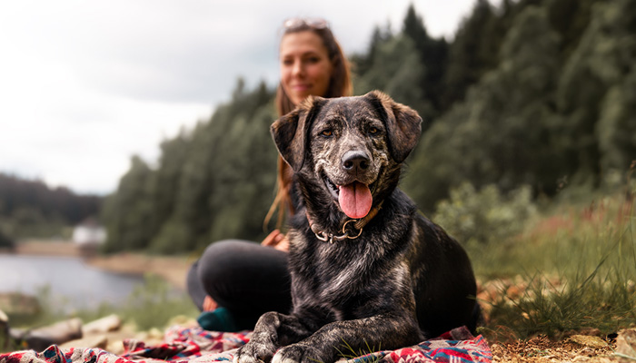 Travel nursing with your pets