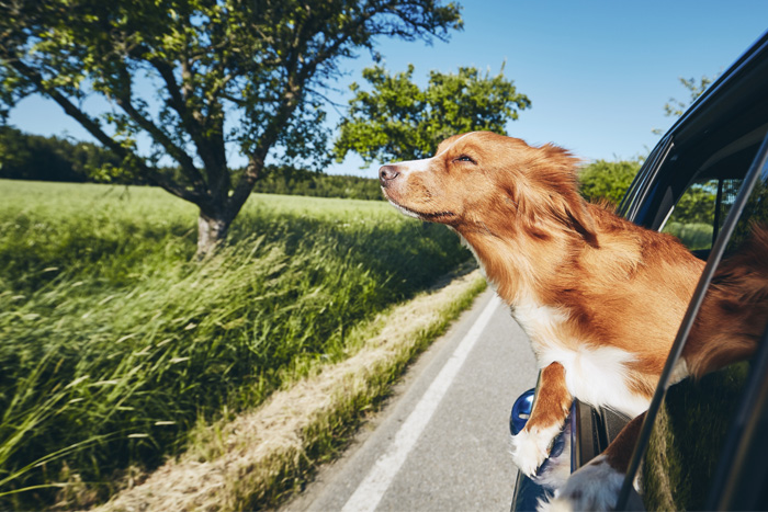 Nursing License Tips for Travelers - Dog in Car Window